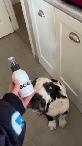 DOG Calm Cologne - Customer Photo From Zoe Zammit